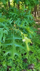 Amphibolips nubilipennis