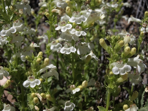Penstemon deustus var. pedicellatus