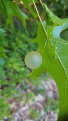 Amphibolips nubilipennis