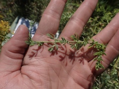 Hypericum perforatum perforatum