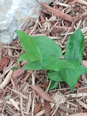 Tricyrtis formosana