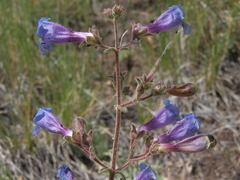 Penstemon roezlii