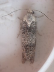 Retinia metallica