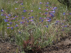 Penstemon roezlii