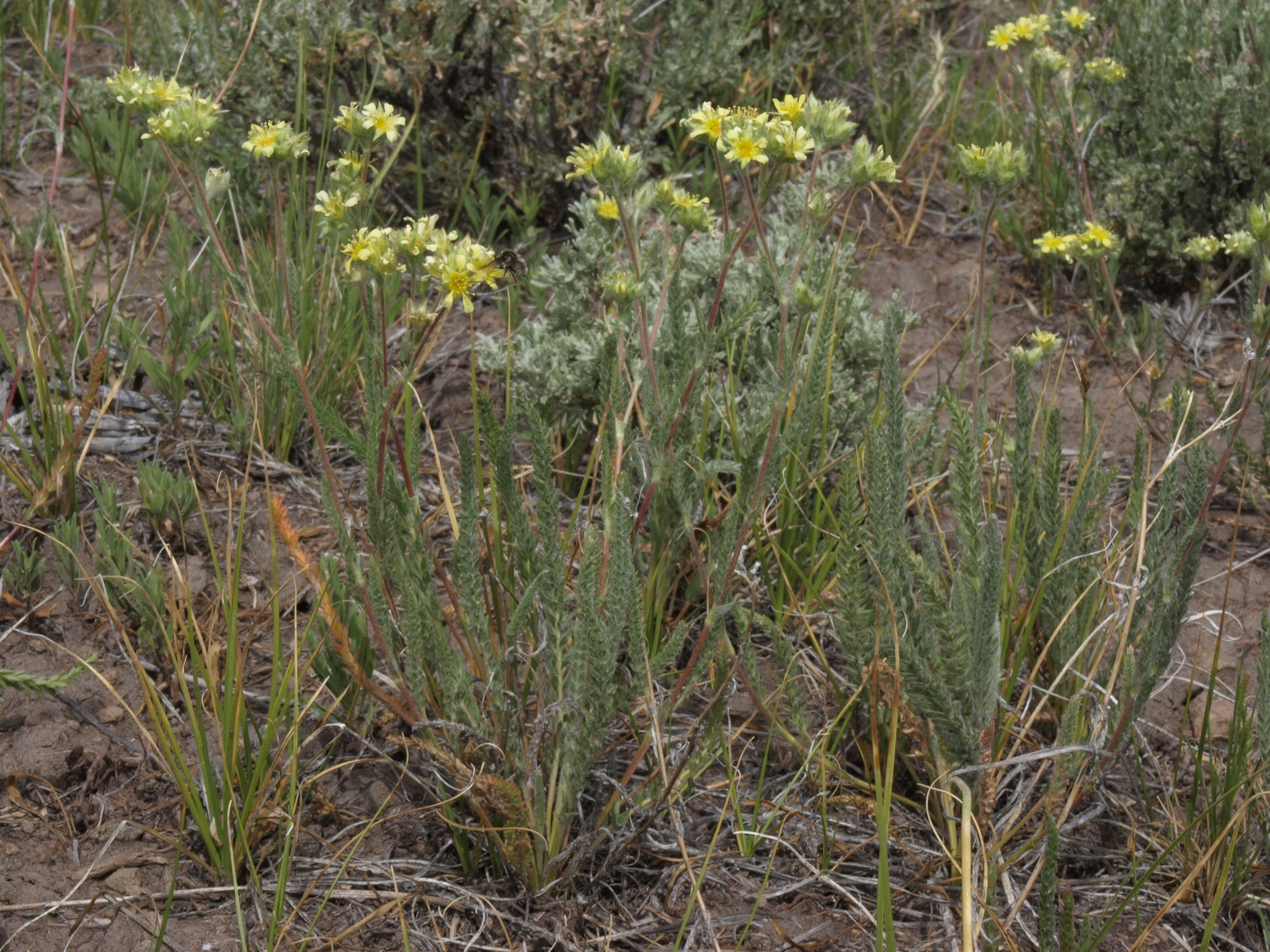 Ivesia aperta