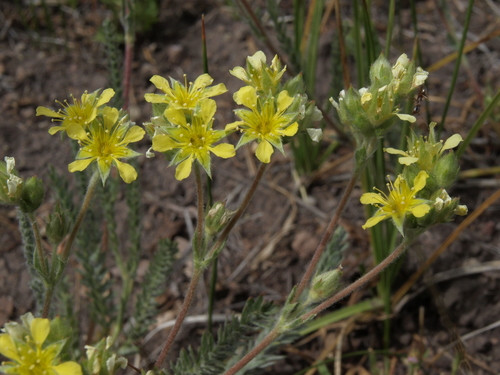 Ivesia aperta var. canina