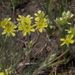 Dog Valley Ivesia - Photo (c) Jim Morefield, some rights reserved (CC BY)