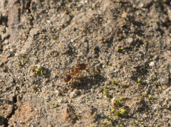 Pheidole californica