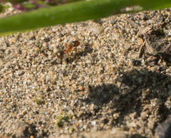 Pheidole californica