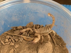 Anuroctonus phaiodactylus