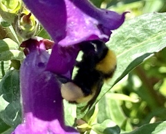 Bombus sonorus