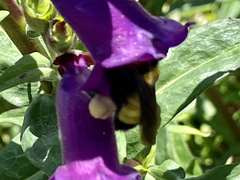 Bombus sonorus