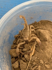 Anuroctonus phaiodactylus