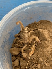 Anuroctonus phaiodactylus