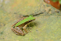 Odorrana hosii