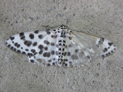 Antipercnia albinigrata