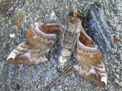 Phyllosphingia dissimilis