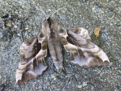 Phyllosphingia dissimilis