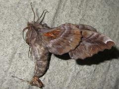 Phyllosphingia dissimilis