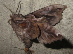 Phyllosphingia dissimilis