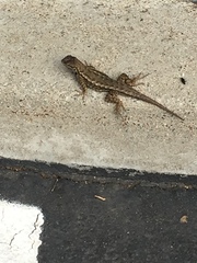 Sceloporus occidentalis