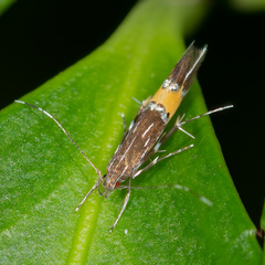 Cosmopterix pulchrimella