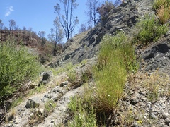 Polypogon interruptus