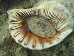Charonia tritonis