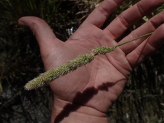 Polypogon interruptus