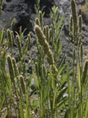 Polypogon interruptus