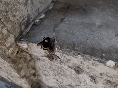 Bombus medius