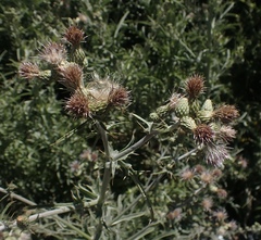 Cirsium douglasii douglasii