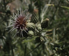 Cirsium douglasii douglasii