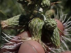 Cirsium douglasii douglasii