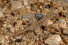Pristurus minimus