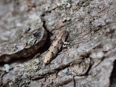 Coleotechnites coniferella