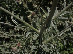 Cirsium douglasii douglasii