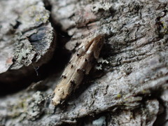 Coleotechnites coniferella