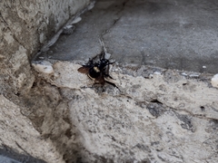 Bombus medius