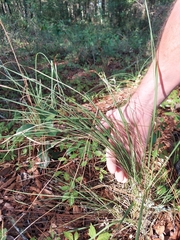 Sorghastrum secundum