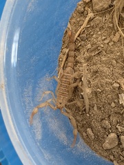 Serradigitus wupatkiensis