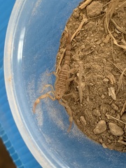 Serradigitus wupatkiensis