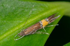 Cosmopterix pulchrimella