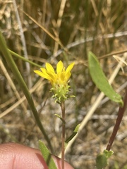 Grindelia fraxinipratensis