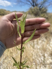 Grindelia fraxinipratensis