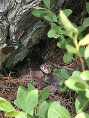 Pituophis melanoleucus melanoleucus
