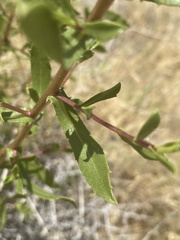 Grindelia fraxinipratensis
