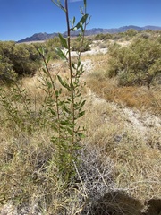 Grindelia fraxinipratensis