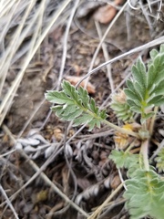 Potentilla macounii