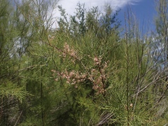 Tamarix parviflora